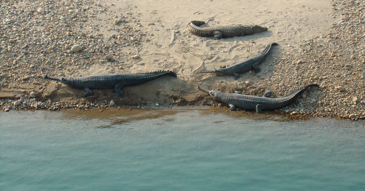 Bardia National Park Safari